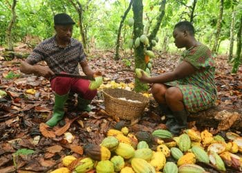 Cocoa farmers Dora Atiiga and her husband Mbawin Moses
