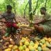 Cocoa farmers Dora Atiiga and her husband Mbawin Moses
