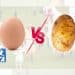 An egg and a potato with a 'VS' symbol between them, PETA logo