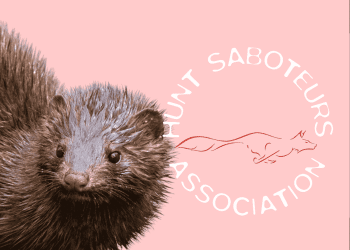 Pale pink background with a mink on the left hand side. On the right hand side is the Hunt Saboteurs Association's logo