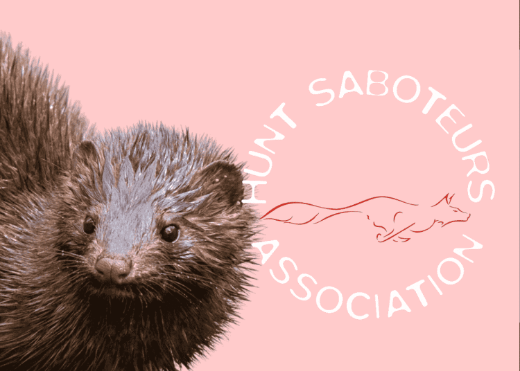 Pale pink background with a mink on the left hand side. On the right hand side is the Hunt Saboteurs Association's logo
