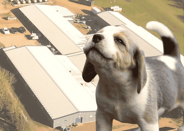 Beagles