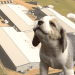 Beagles