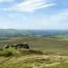 Dartmoor overgrazing