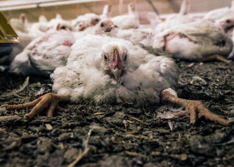 Fast Growing Chicken Anima International