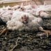 Fast Growing Chicken Anima International