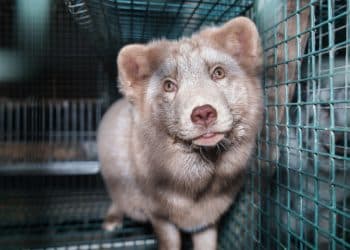 Fox in Finnish fur farm fur trade