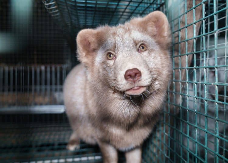 Fox in Finnish fur farm fur trade