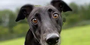 Greyhound racing: a retired dog pictured in a close up