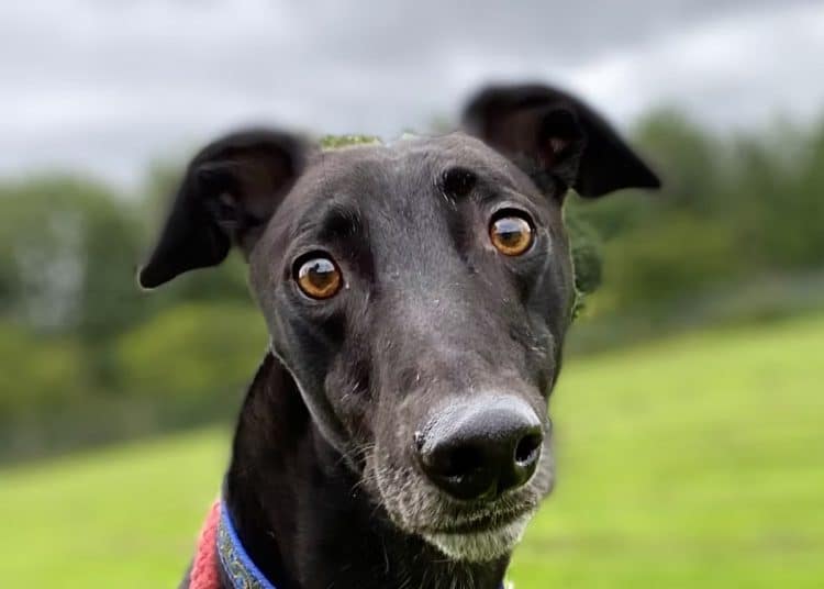 Retired racing greyhound
