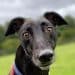 Retired racing greyhound