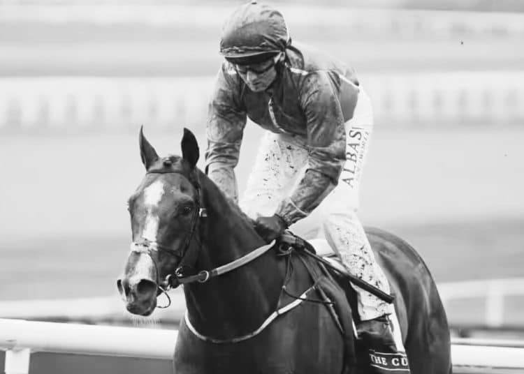 HMS Seahorse in 2022 Horse dies at Cheltenham