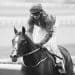 HMS Seahorse in 2022 Horse dies at Cheltenham