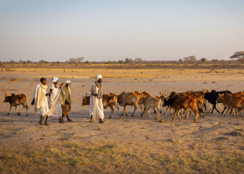 Sudan: RSF genocidal streak continues
