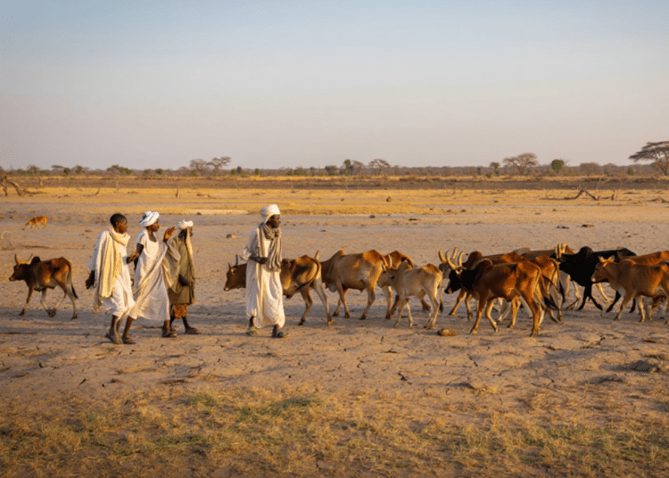 Sudan: RSF genocidal streak continues