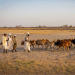 Sudan: RSF genocidal streak continues