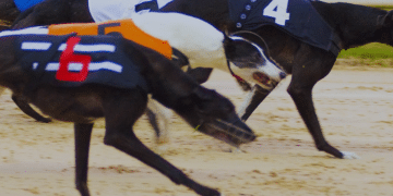 Greyhound racing Ireland