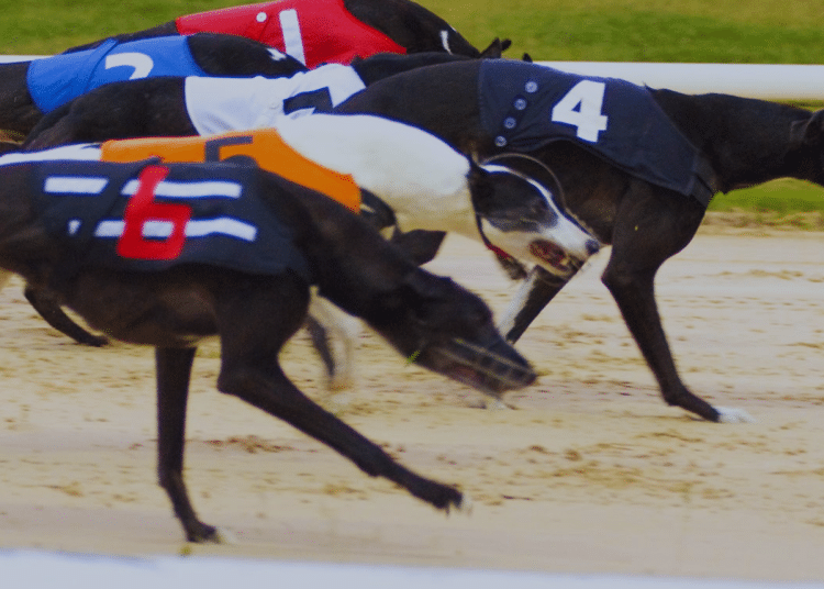 Greyhound racing Ireland