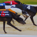 Greyhound racing Ireland