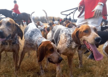 Help us to finally end fox hunting for good