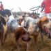 Help us to finally end fox hunting for good