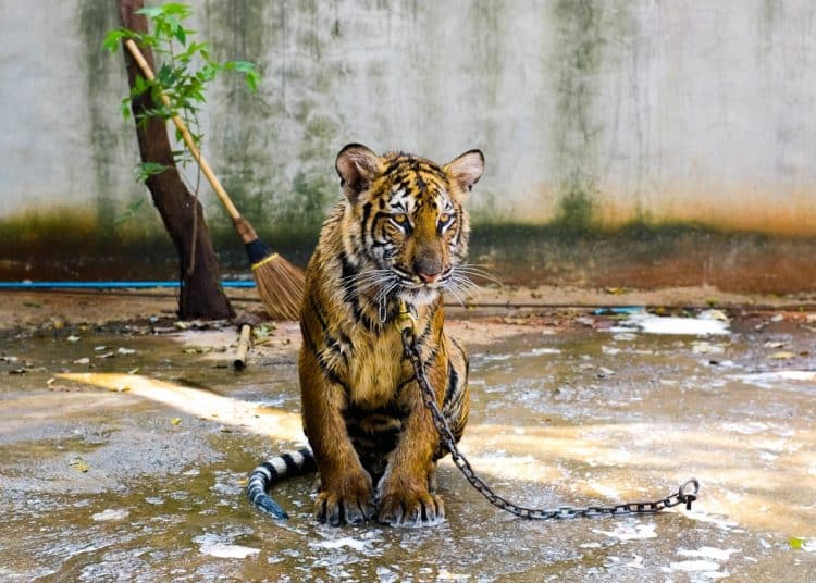Chained tiger Animal welfare concerns