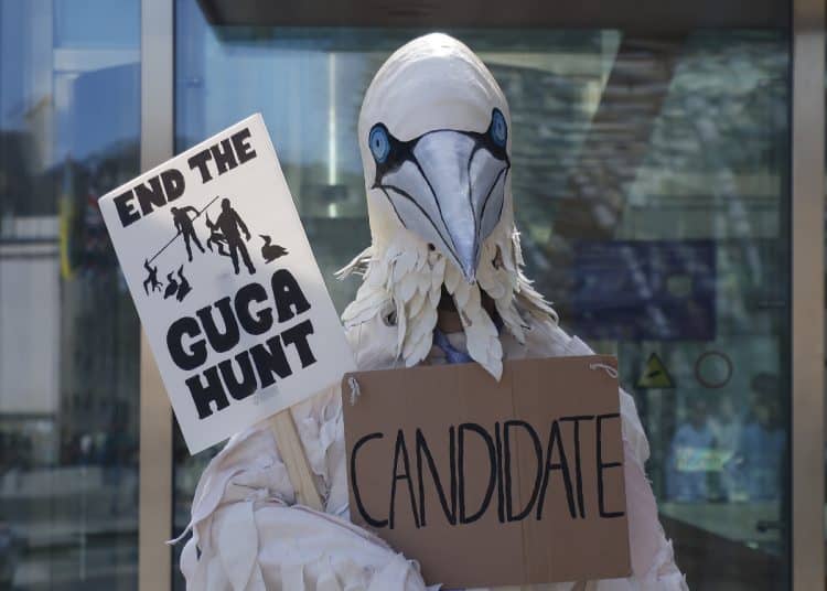 Rob Pownall in gannet costume