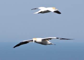 Gannets in flight NatureScot spending on guga hunt