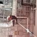 A person abseils into the UAV Tactical Systems factory in Leicester