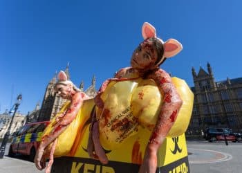 PETA "pigs" in a "clinical waste bin" highlighting animal experiments