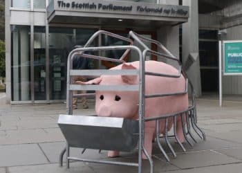 Penny the animatronic pig in a farrowing crate at the Scottish parliament