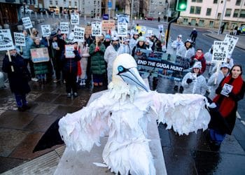 Rob Pownall, in giant bird costume, campaigns against gannet hunt