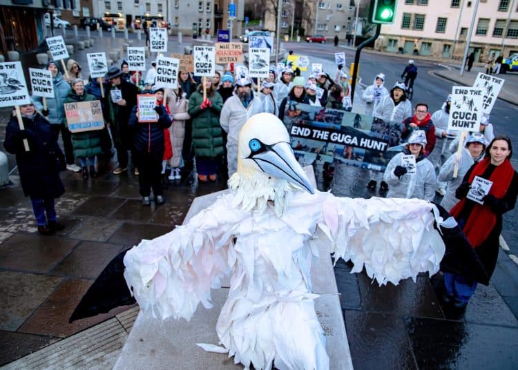 Rob Pownall, in giant bird costume, campaigns against gannet hunt