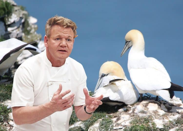 Composite image showing Gordon Ramsay and a pair of gannets