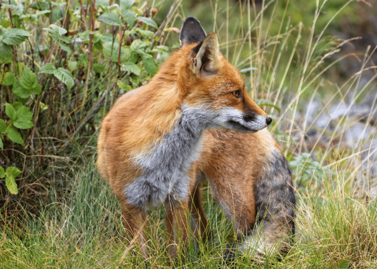 A red fox crouches in the overgrown grass
