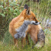A red fox crouches in the overgrown grass