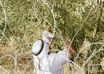 Palestinian farmer, occupied West Bank