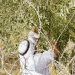 Palestinian farmer, occupied West Bank