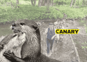 In the background is an illegal hunt. It's a man wading through a river and he is wearing posh clothing and holding a long wooden otter pole. Behind him, he is being followed by a pack of hounds. In the foreground we have two British otters hugging. To their right is the Canary logo. Hunt Sabs