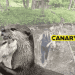 In the background is an illegal hunt. It's a man wading through a river and he is wearing posh clothing and holding a long wooden otter pole. Behind him, he is being followed by a pack of hounds. In the foreground we have two British otters hugging. To their right is the Canary logo. Hunt Sabs
