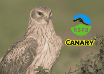 Picture of a hen harrier in the background. On the left of it is the Royal Society for the Protection of Birds logo with the Canary UK logo under it.