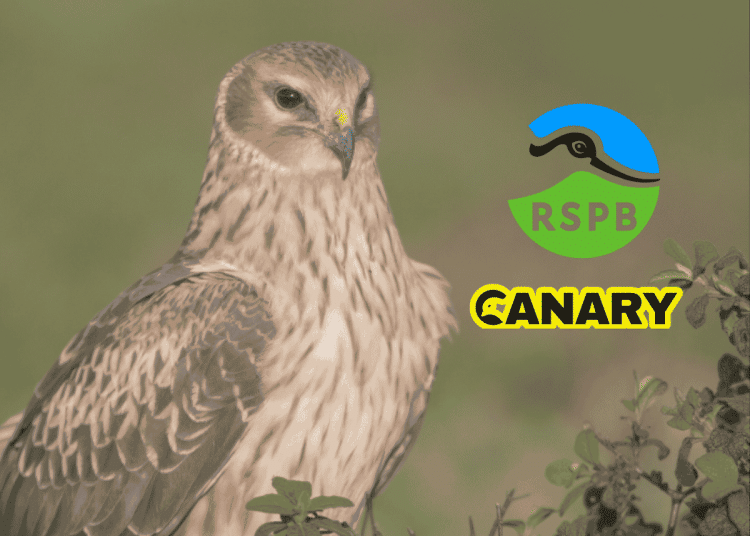 Picture of a hen harrier in the background. On the left of it is the Royal Society for the Protection of Birds logo with the Canary UK logo under it.
