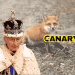 A picture of a fox with its paw stuck in a snare in the background. On the left in the front is the king in his weird finery. To the right is the Canary logo