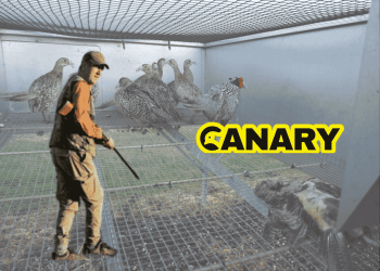 A picture of a small cage with pheasants in it in the background. One of them is dead. In the foreground we have a hunter with a gun looking back at the camera. One the right hand side is the Canary logo