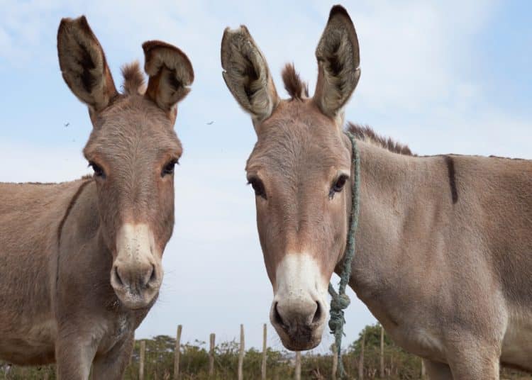 Two donkeys