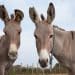 Two donkeys