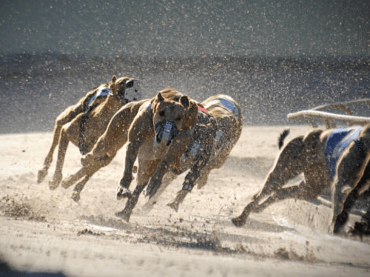 greyhounds
