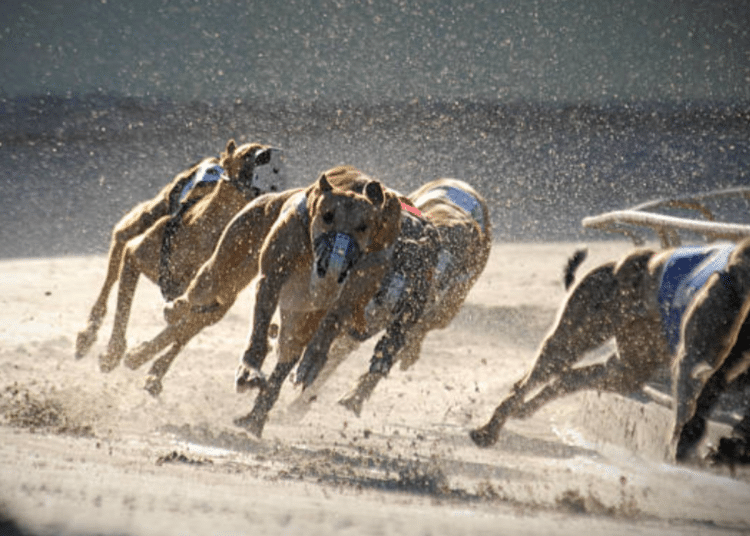 greyhounds