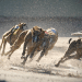 greyhounds