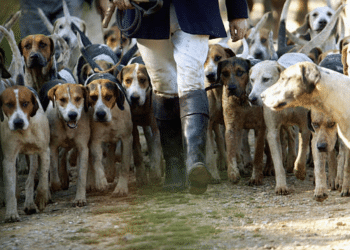 Hunting with Dogs Bill — Stormont